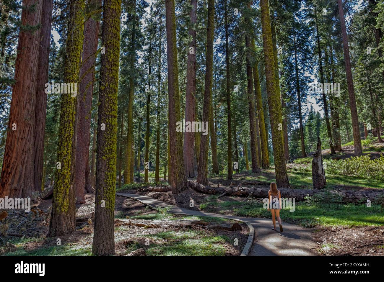 McKinley Grove Big Trees, Sierra National Forest Stock Photo