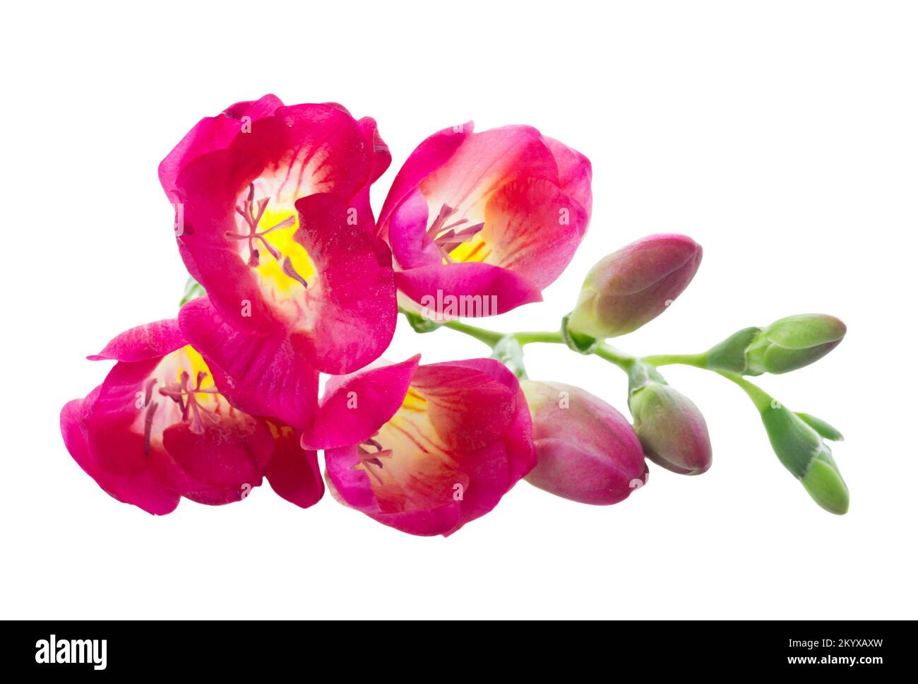 Freeseia fresh flowers Stock Photo Alamy