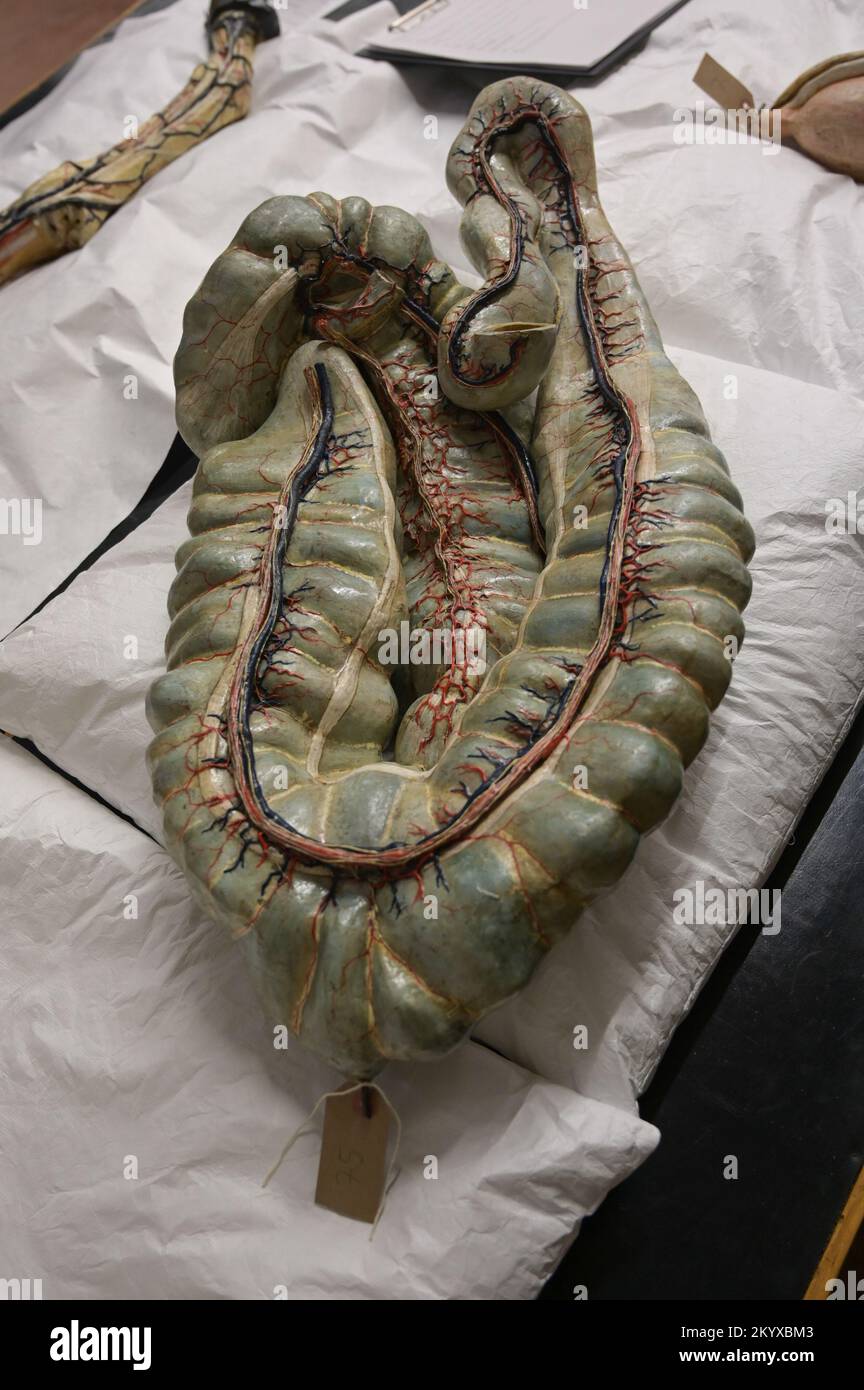 02 December 2022, SaxonyAnhalt, Halle (Saale) A model of the horse's