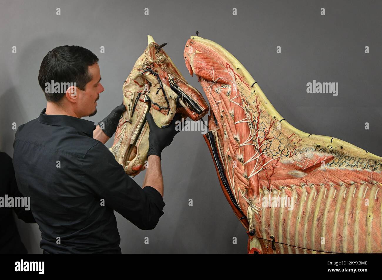 02 December 2022, Saxony-Anhalt, Halle (Saale): Restorer Jacob Fuchs attaches the head to the horse model. The papier-mâché model of a life-size horse is assembled at Martin Luther University Halle-Wittenberg. In the process, more than 90 parts are put in their correct place. The model was developed by anatomist Dr. Louis Auzoux. Photo: Heiko Rebsch/dpa Stock Photo