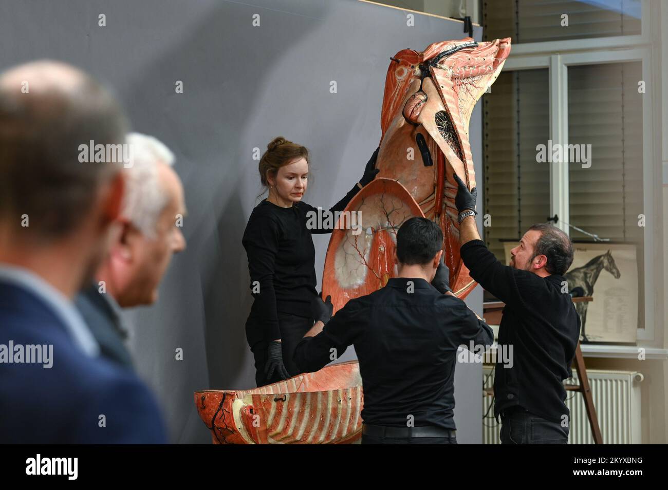 02 December 2022, Saxony-Anhalt, Halle (Saale): Conservator Katarzyna Cholewinska, restorer Jacob Fuchs and taxidermist Martin Unruh (r.) assemble a horse model. The papier-mâché model of a life-size horse is assembled at Martin Luther University Halle-Wittenberg. In the process, more than 90 parts are put in their correct place. The model was developed by anatomist Dr. Louis Auzoux. Photo: Heiko Rebsch/dpa Stock Photo