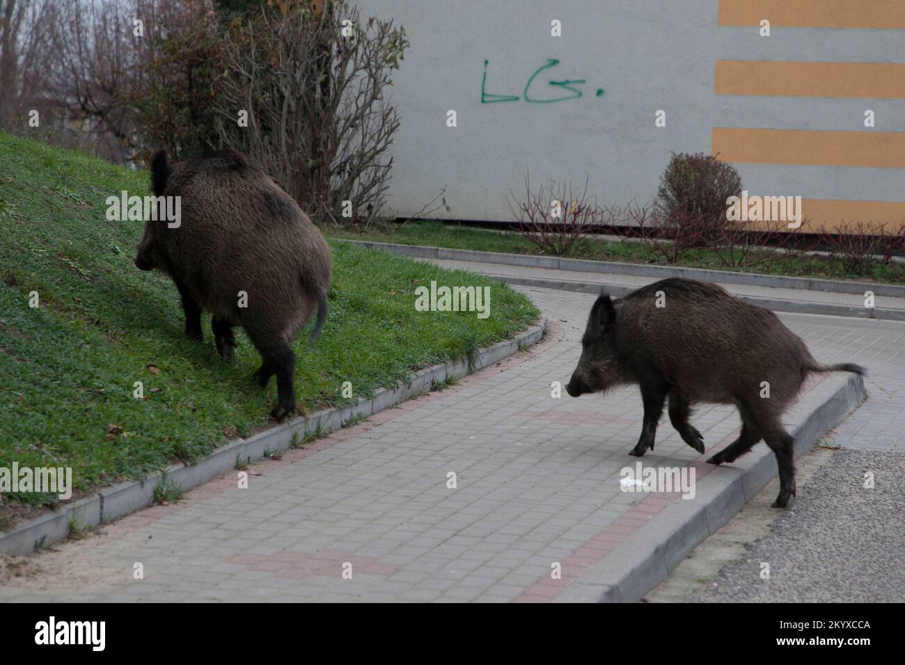 Wild Boar, in Pruszcz Gdanski, Poland - Dzik euroazjatycki w Pruszcz Gdanski, Polska Stock Photo