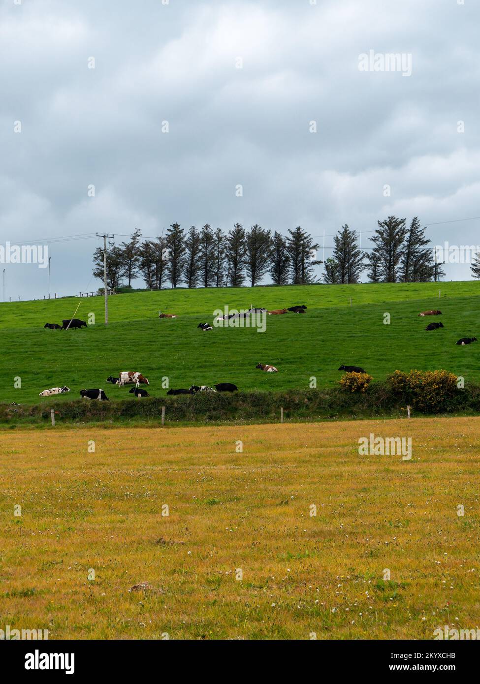 Village fields and pastures. Cows in a meadow. Agrarian landscape. Irish farmland. Green field with trees, clouds Stock Photo