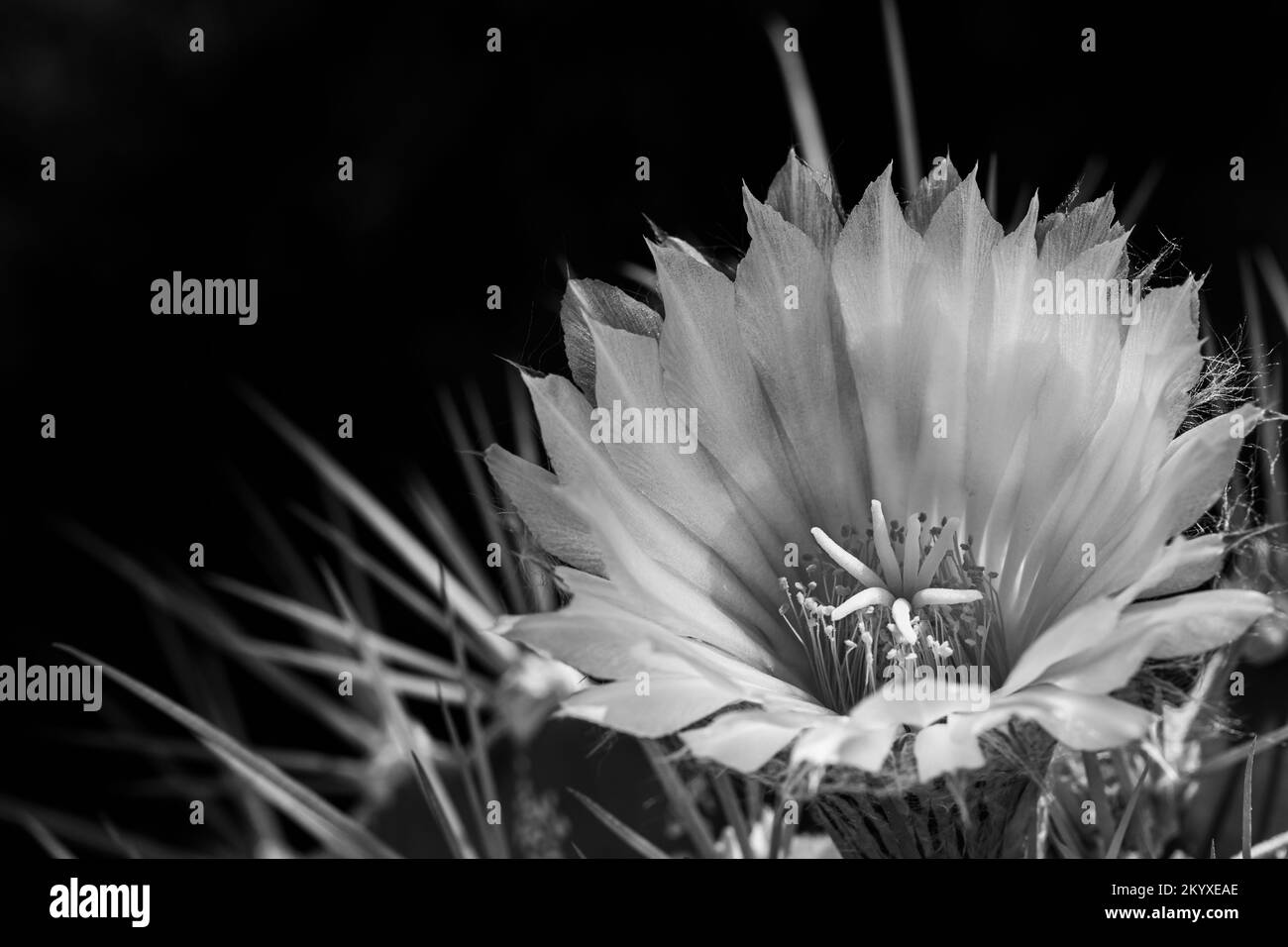 Flower of a star cactus (Astrophytum ornatum) in black and white between lights and shadows in the garden Stock Photo