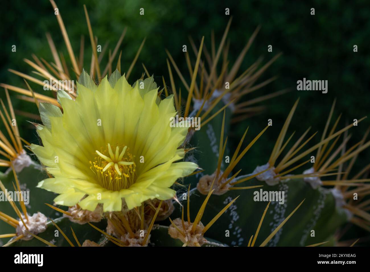 Yellow flower of a star cactus (Astrophytum ornatum) between lights and shadows in the garden Stock Photo