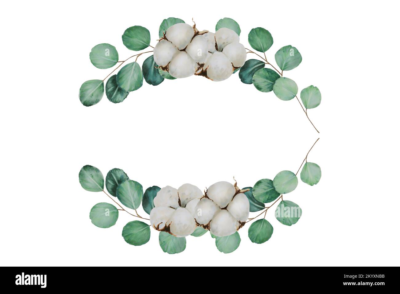 Frame with cotton flowers and eucalyptus branches watercolor Stock ...
