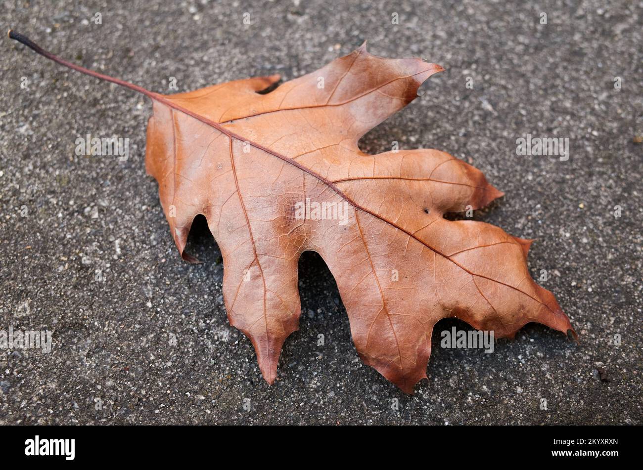 fallen brown oak leaf on the cement in the backyard Stock Photo