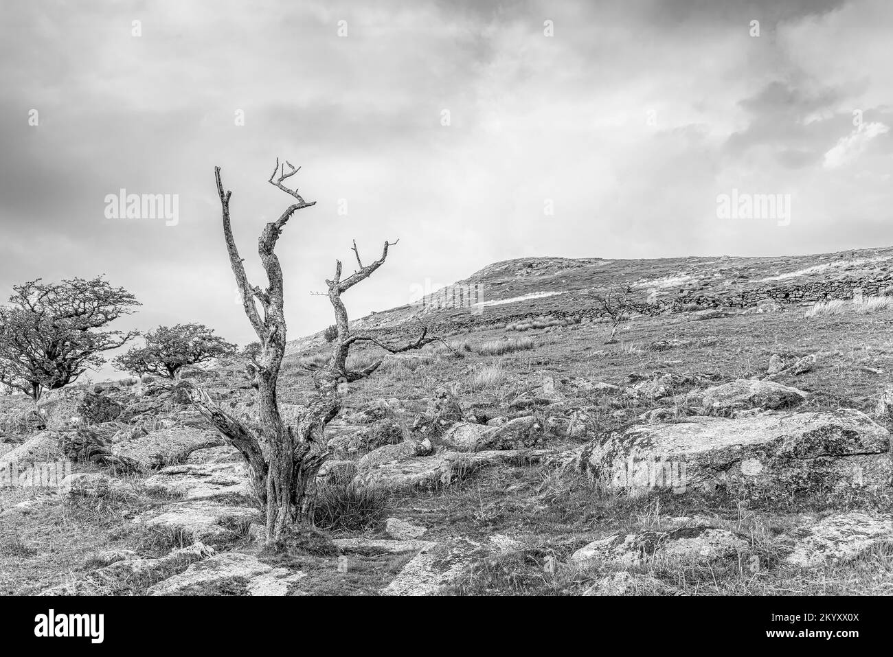 Dead tree in a landscape at the Dartmoor National Park, Devon, England, UK Stock Photo