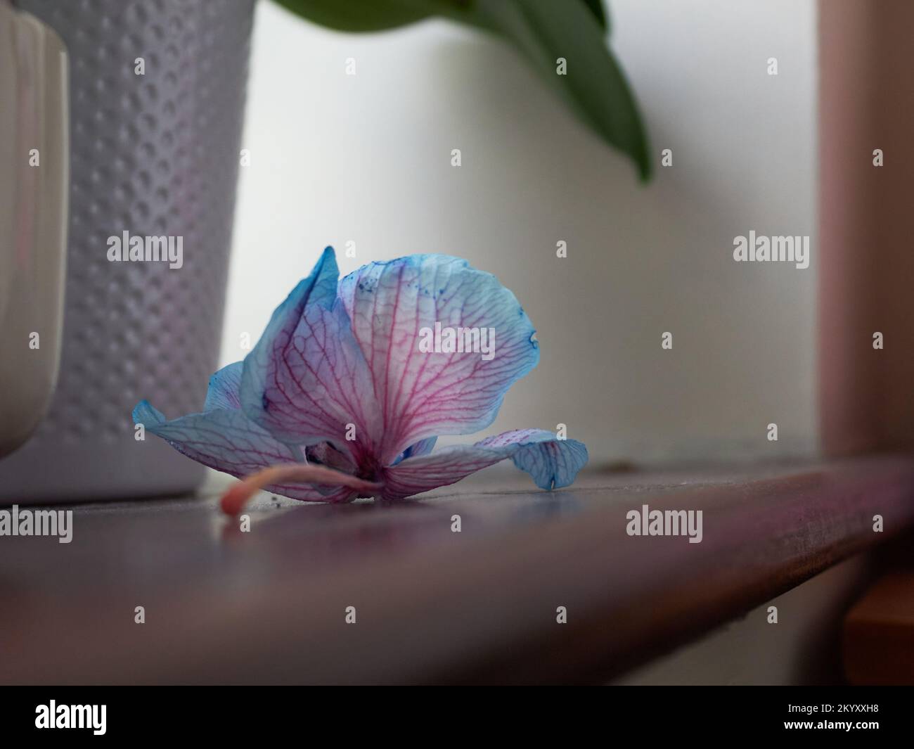 Withering orchid hires stock photography and images Alamy