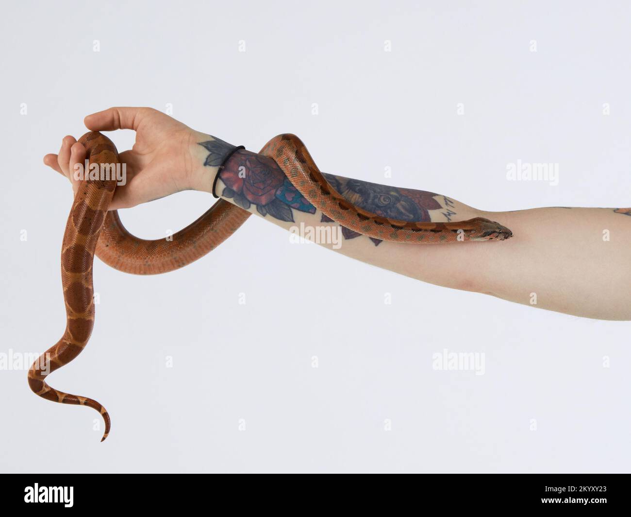 Climbing snake Stock Photo