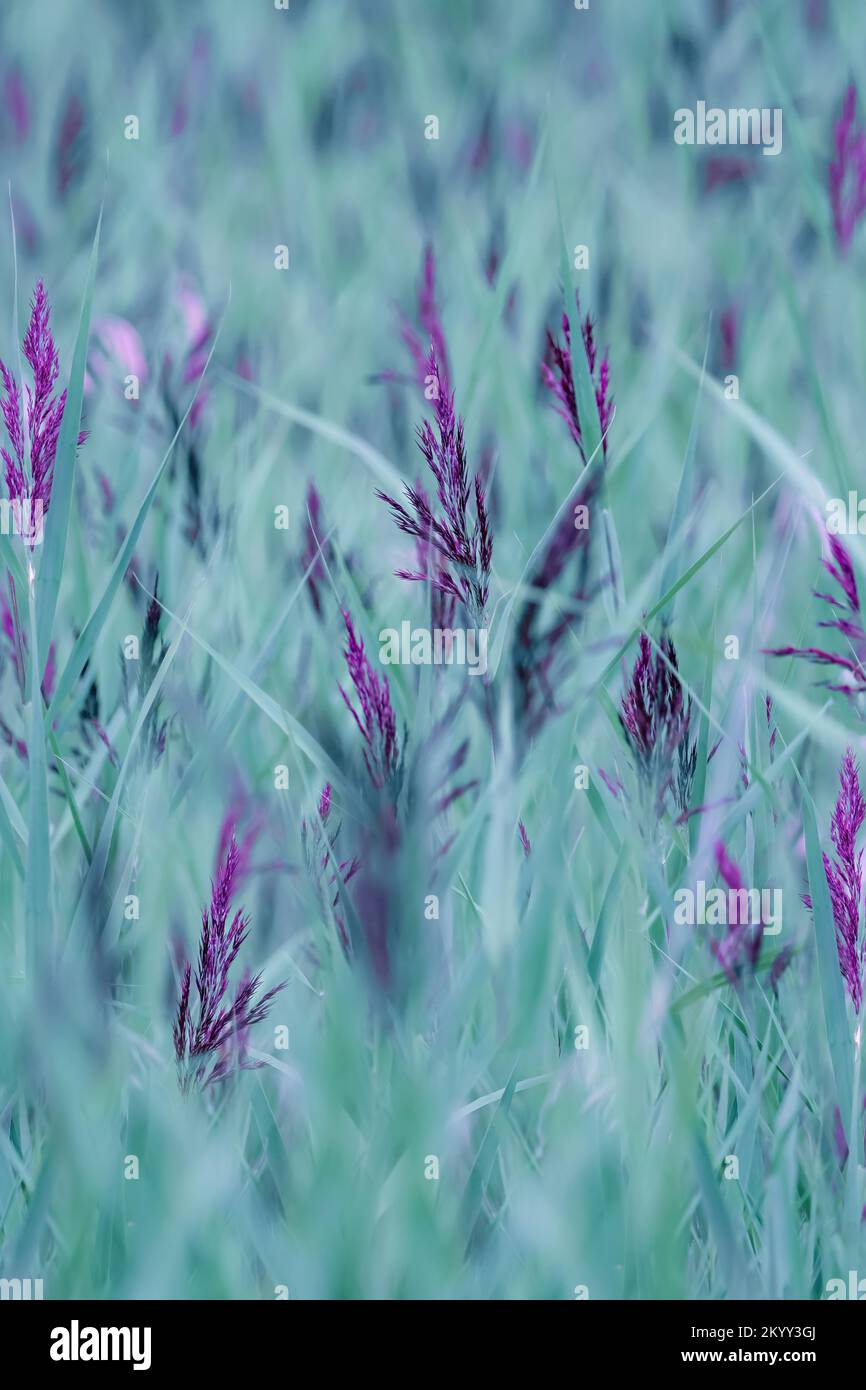 light green , teal colored swamp or moor grass with purple stalks, molinia caerulea, natural pattern and texture, full frame, wallpaper, large size, v Stock Photo