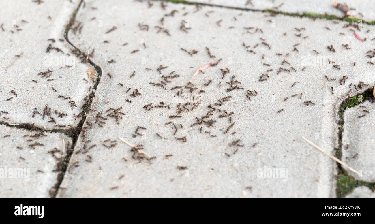 Lots of ants on the ground, hundreds of ants on the concrete sidewalk