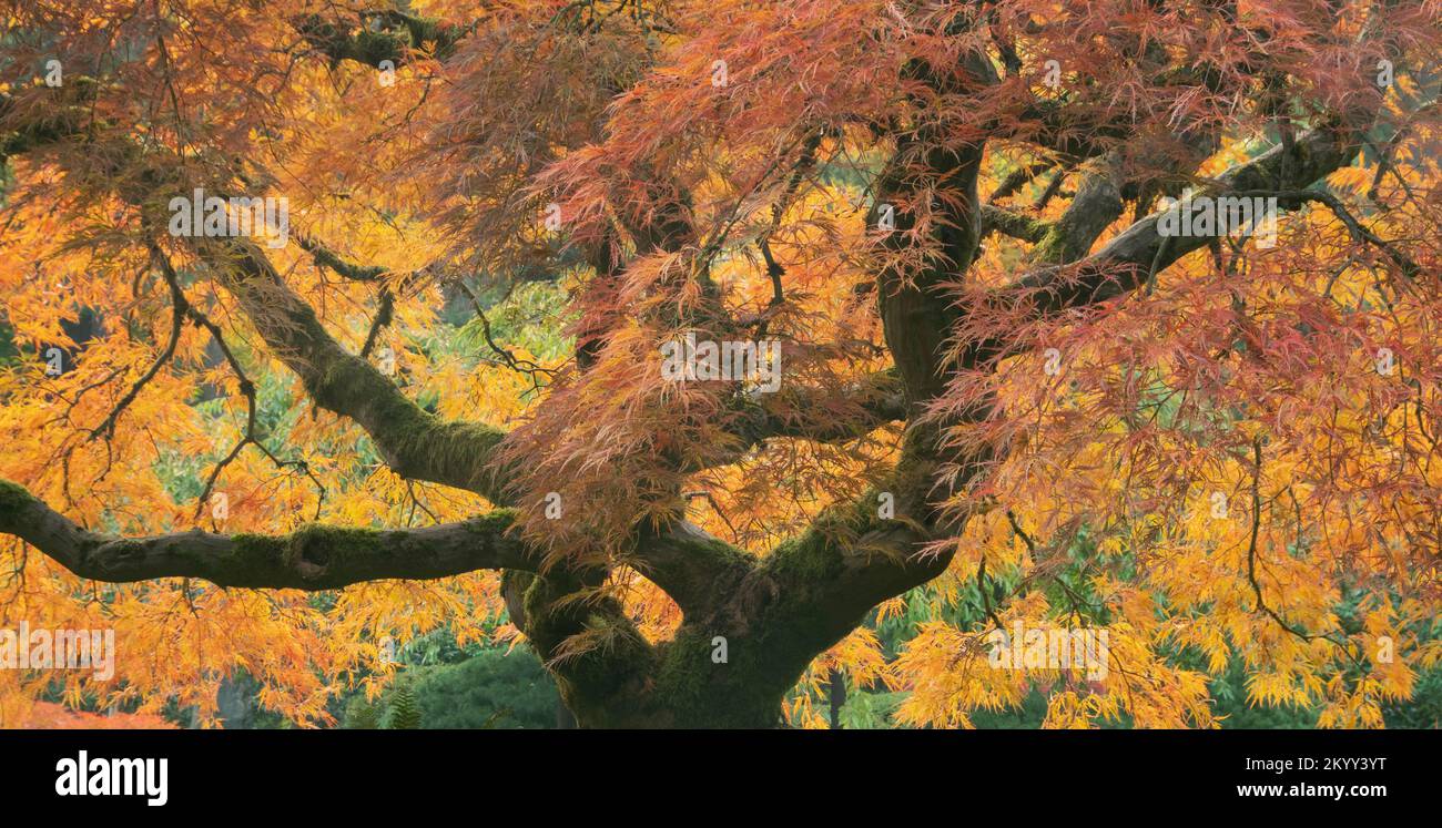 Japanese Maple tree in Autumn, vivid colors of fall, Portland, Oregon Stock Photo