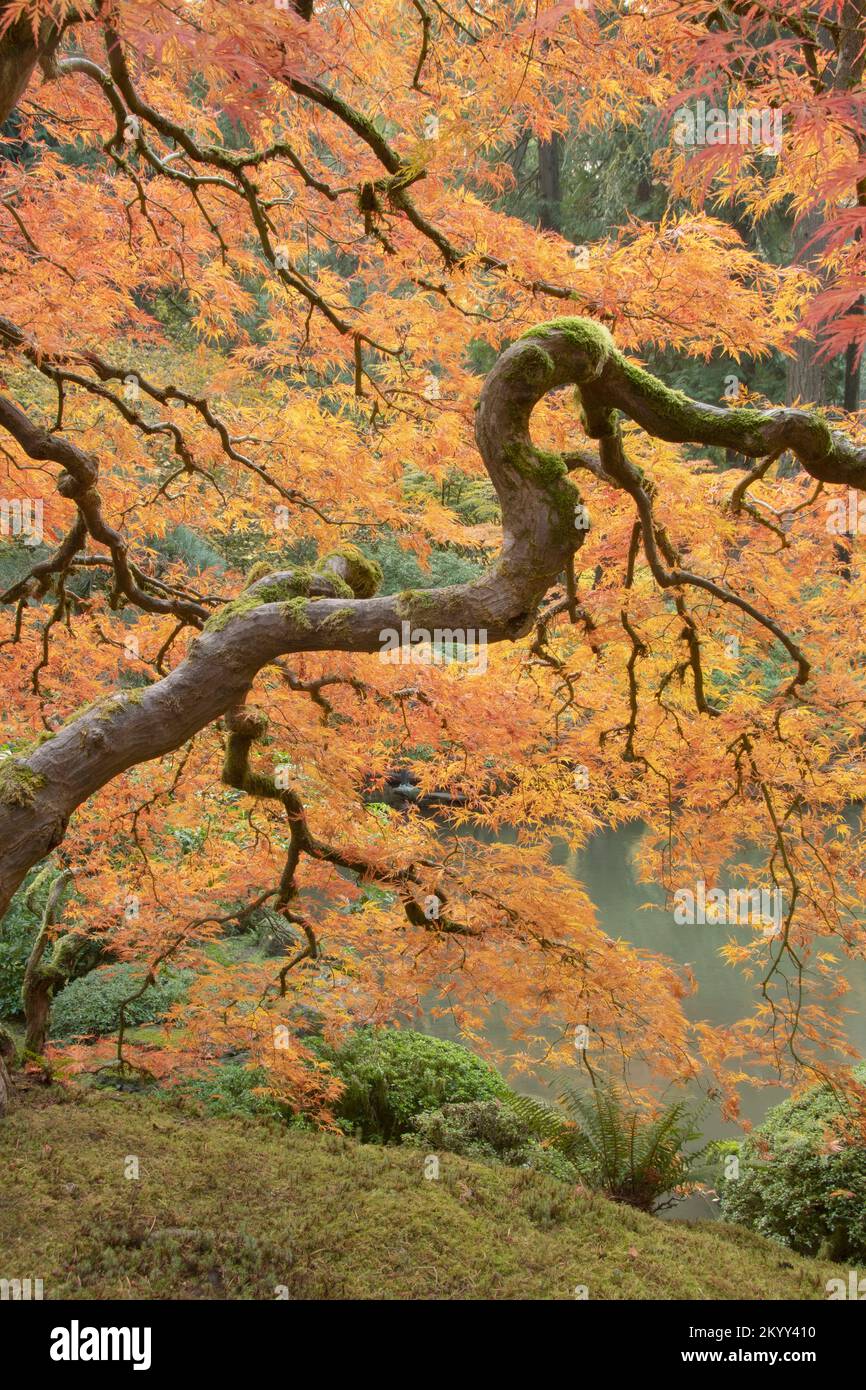 Japanese Maple tree in Autumn, vivid colors of fall, Portland, Oregon Stock Photo