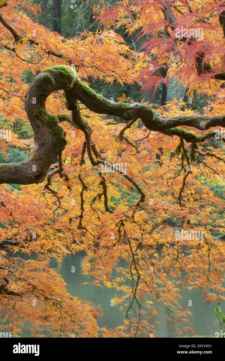 Japanese Maple tree in Autumn, vivid colors of fall, Portland, Oregon Stock Photo