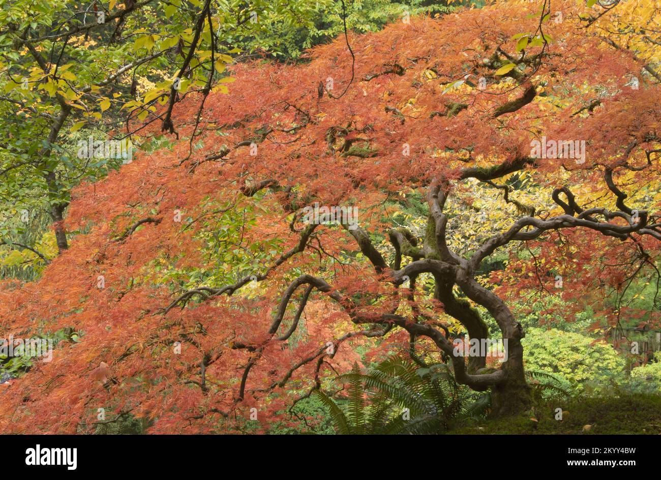 Japanese Maple tree in Autumn, vivid colors of fall, Portland, Oregon Stock Photo