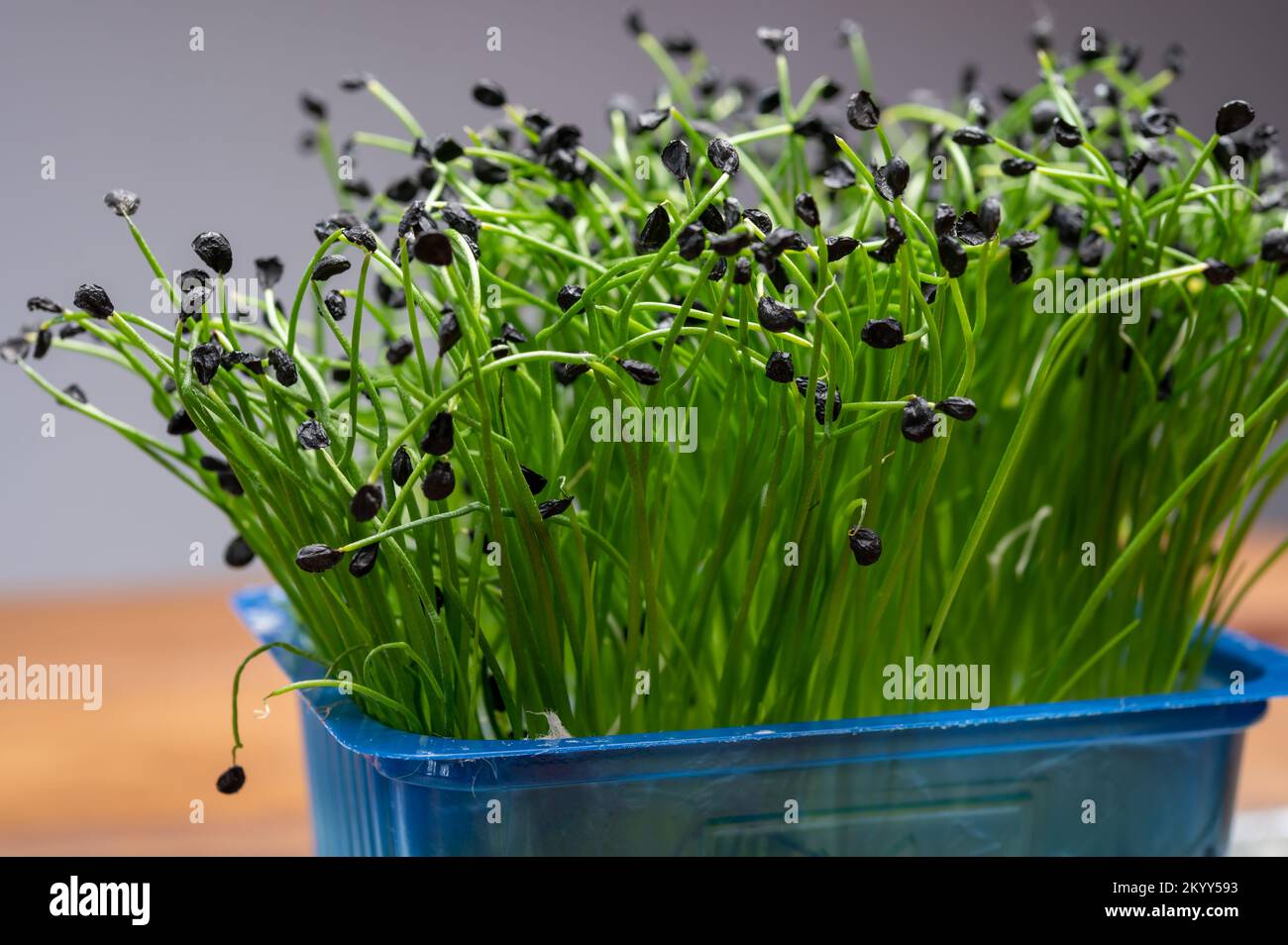 Sprouted Chive Healthy food, young sprouts plants of green chives onion ready for ...