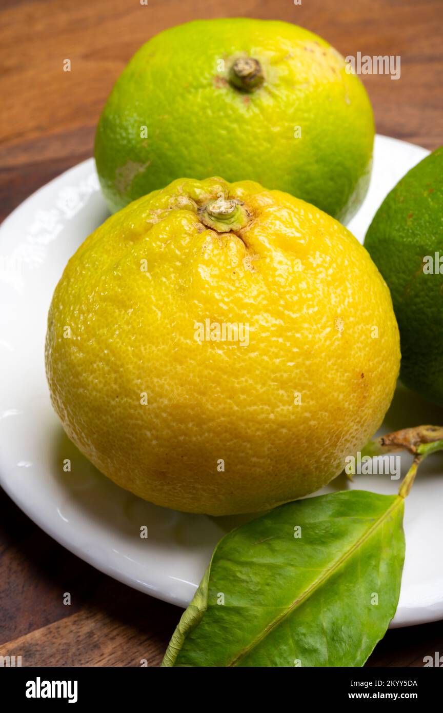 Fresh ripe bergamot orange fruits, fragrant citrus used in earl grey