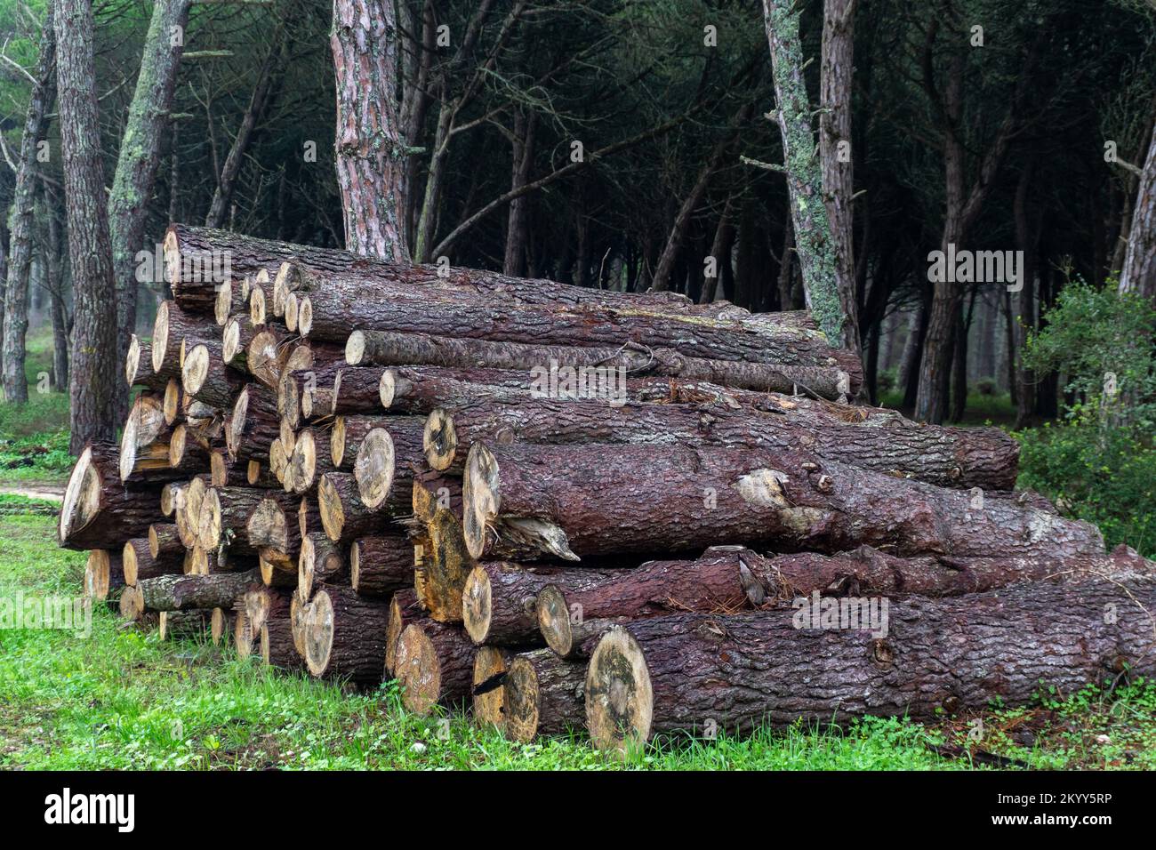 Felled conifer trunks stacked in the forest Stock Photo