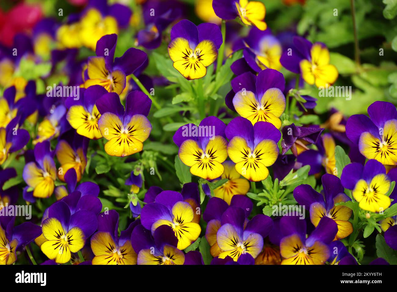 Yellow and violet pansy flowers blooming on the roadside in winter Stock Photo
