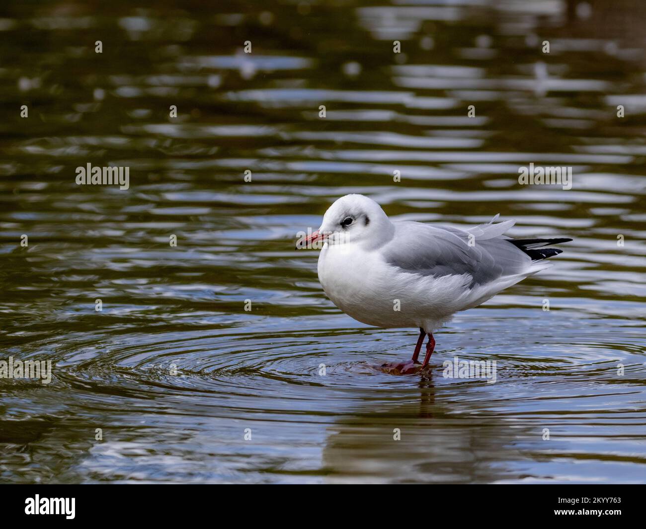 A Juvenile Black-Headed Gull Stock Photo