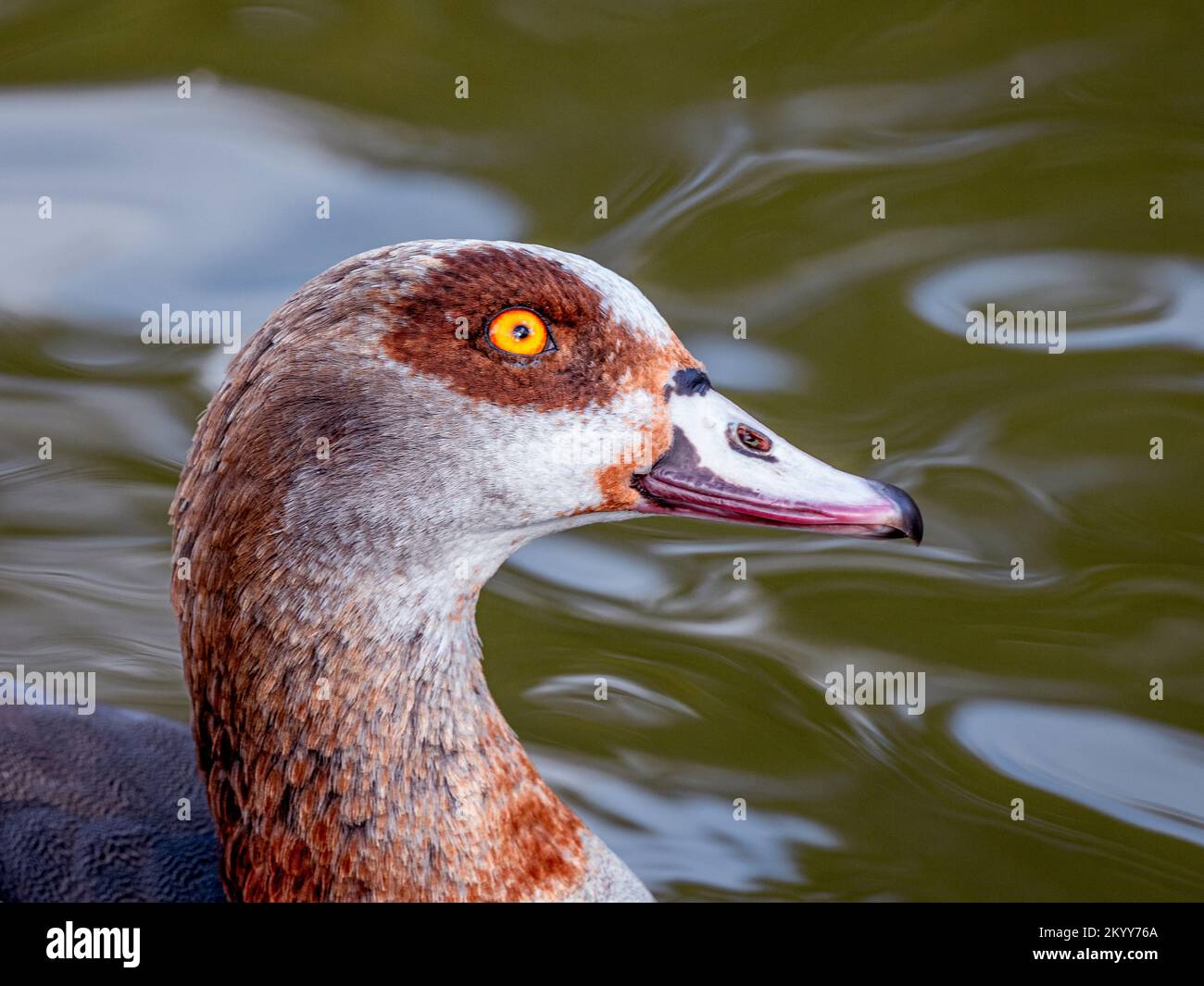 The bright yellow eye of the Egyptian Goose Stock Photo