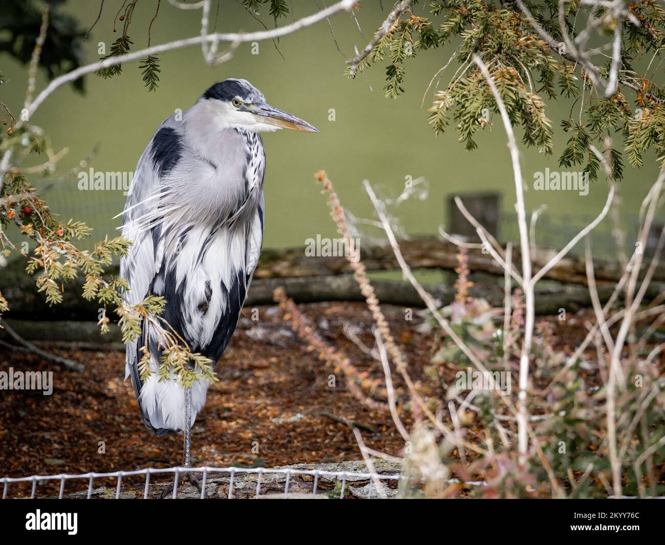 A Grey Heron standing on one leg Stock Photo