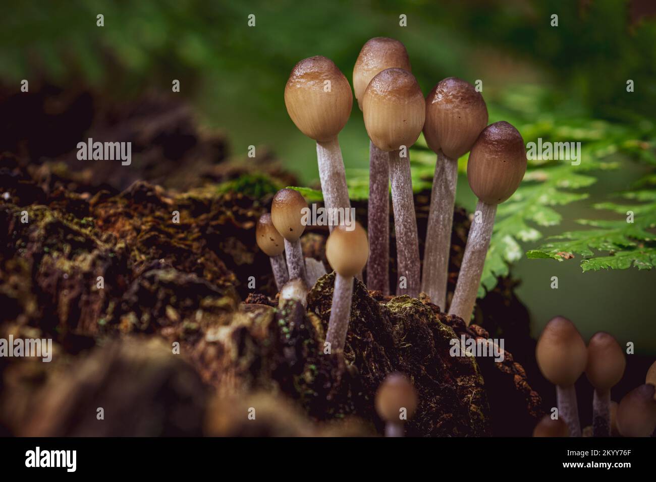 Macro of a cluster of Toadstools Stock Photo