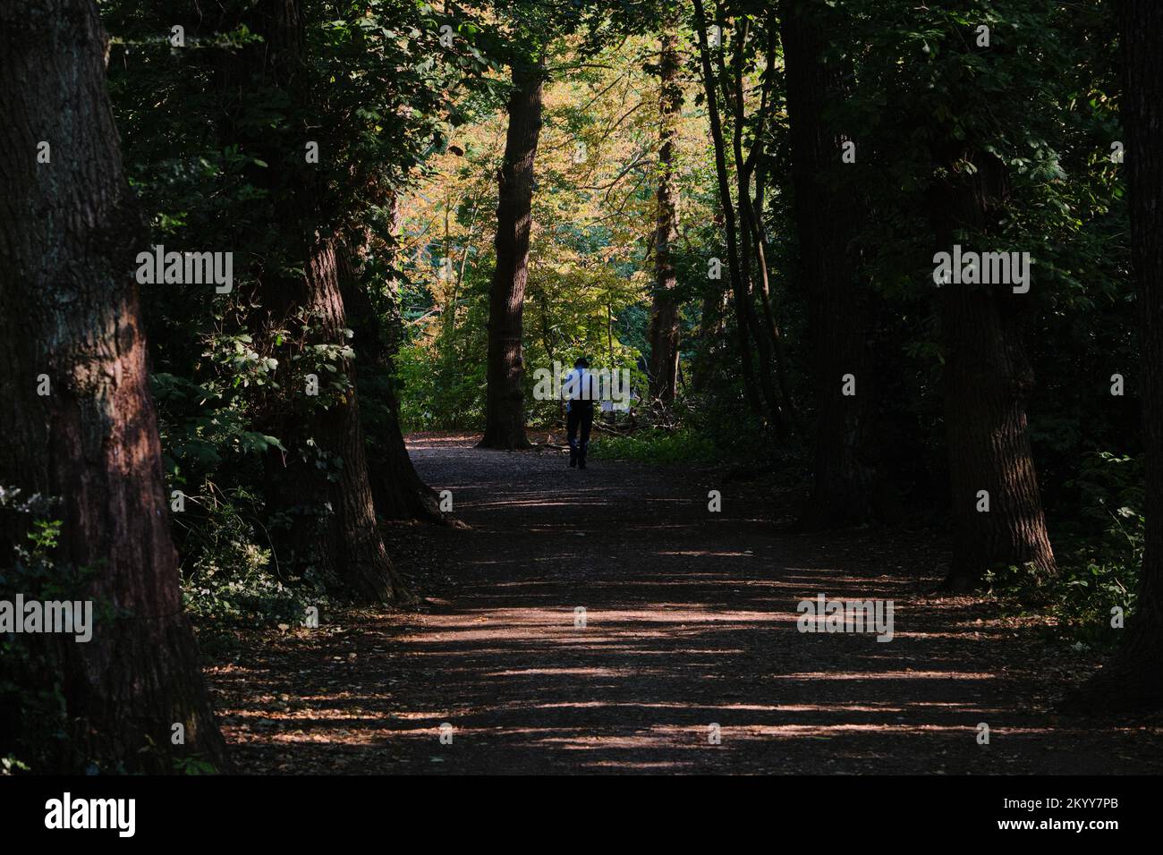 On a hot summer day a couple walks in the shade of the trees that border a path in Wanstead park, London, taking advantage of the coolness. Stock Photo