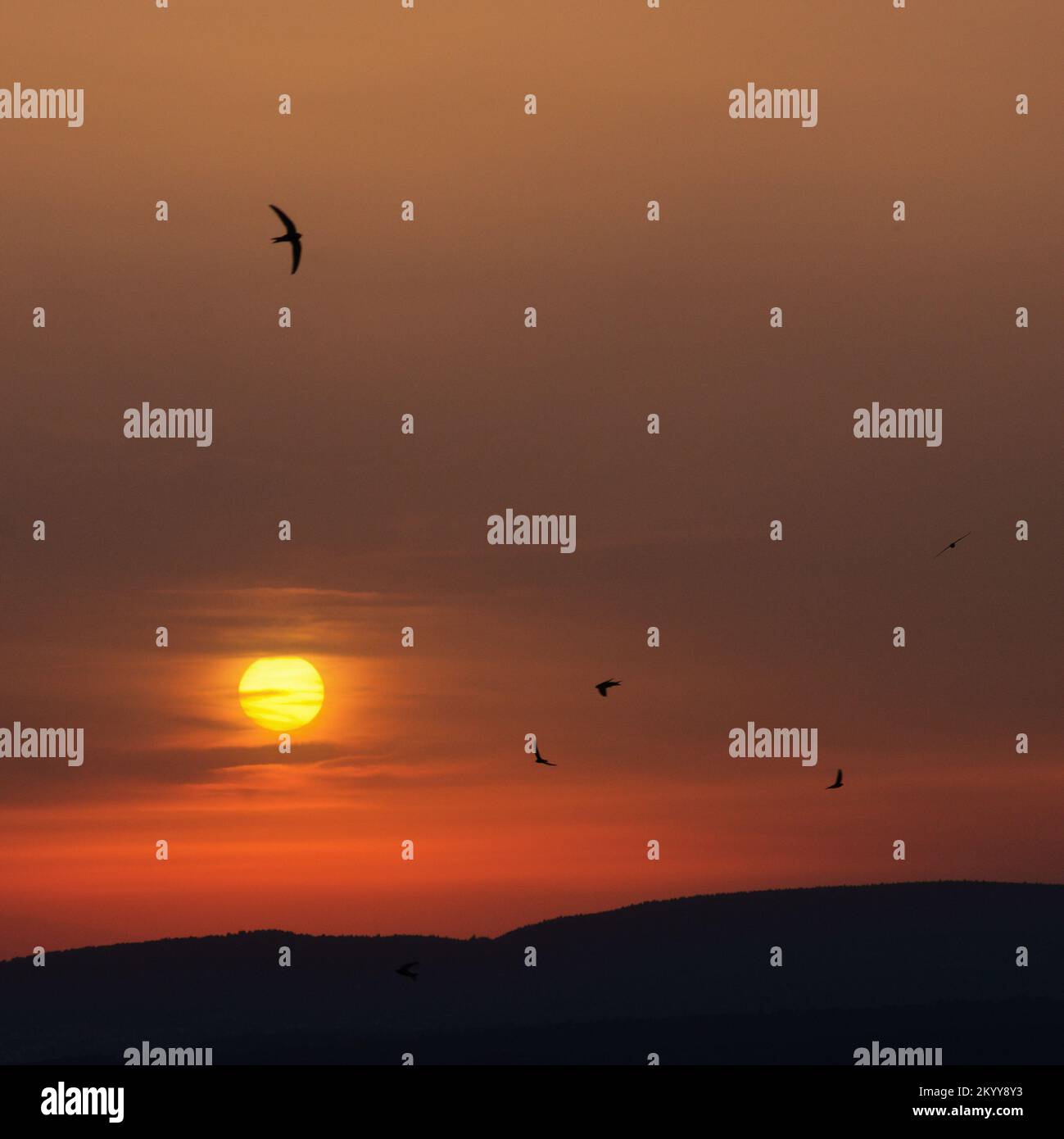 Sunset on the valley with bird flying around. Stock Photo