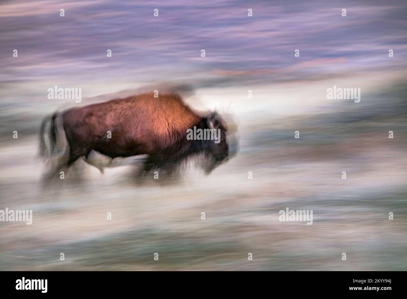 WY05174-00....Wyoming - Bison in the Slough Creek Valley of Yellowstone National Park. Stock Photo