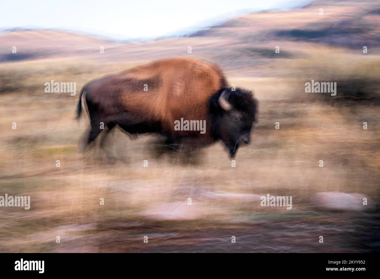 WY05177-00....Wyoming - Bison in the Slough Creek Valley of Yellowstone National Park. Stock Photo