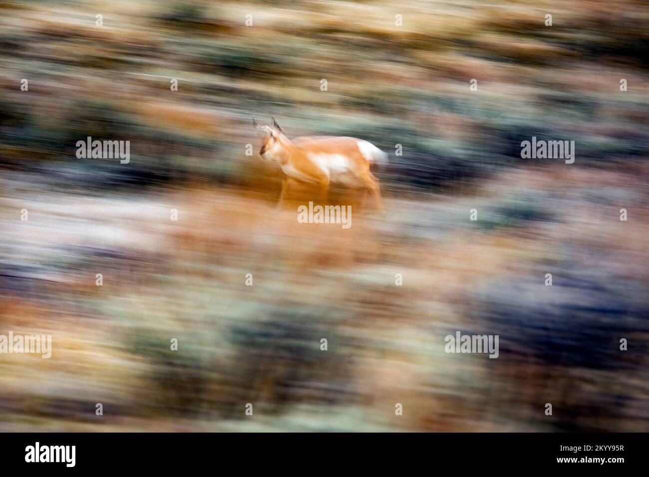 WY05178-00....Wyoming - Pronghorn in the Slough Creek Valley of Yellowstone National Park. Stock Photo