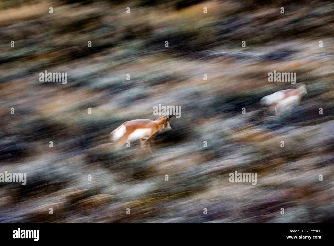 WY05180-00....Wyoming - Pronghorn in the Slough Creek Valley of Yellowstone National Park. Stock Photo