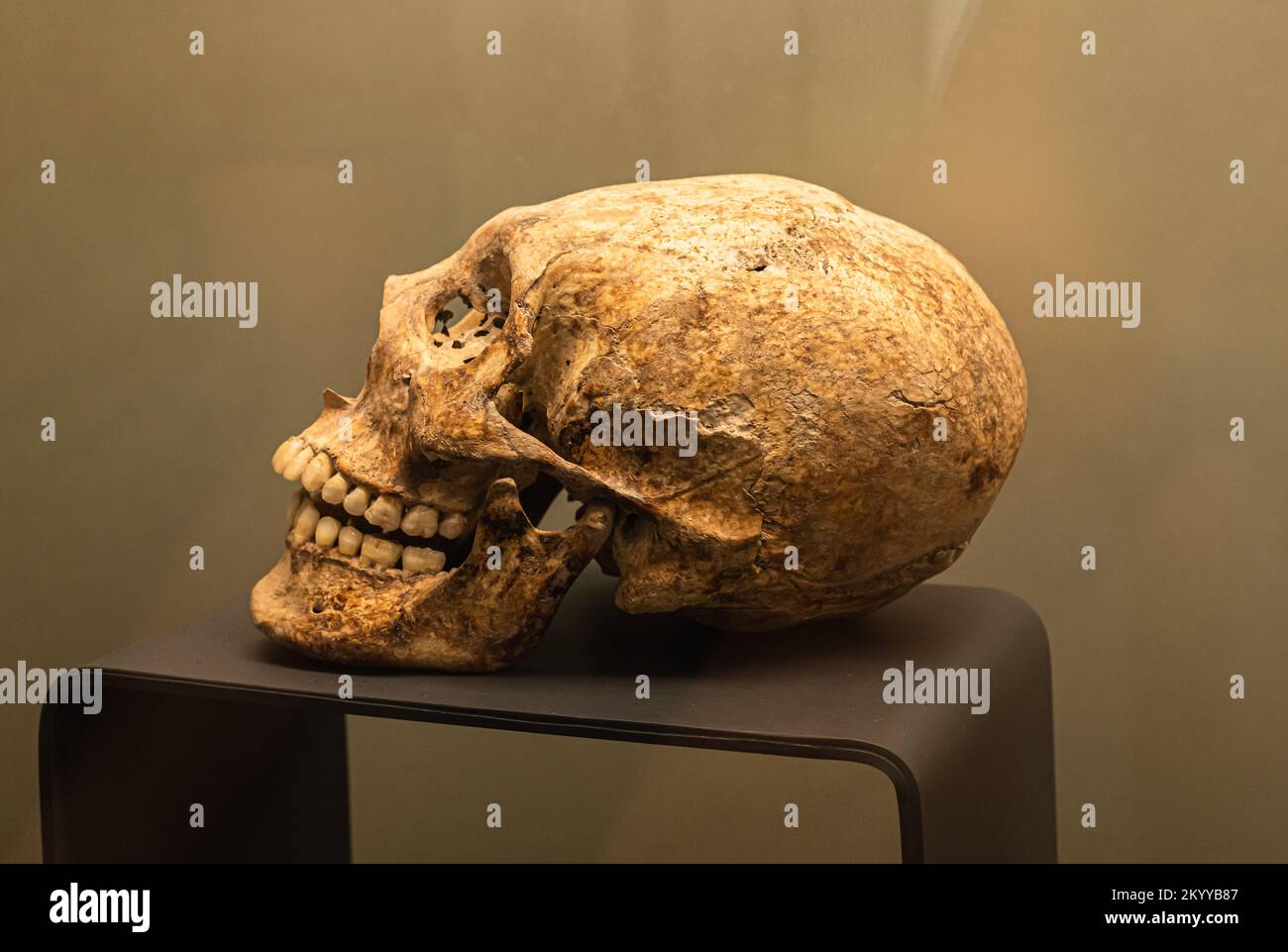 Mayan elongated skull of a female from the late classic. Jaina, Campeche, Mexico. Stock Photo