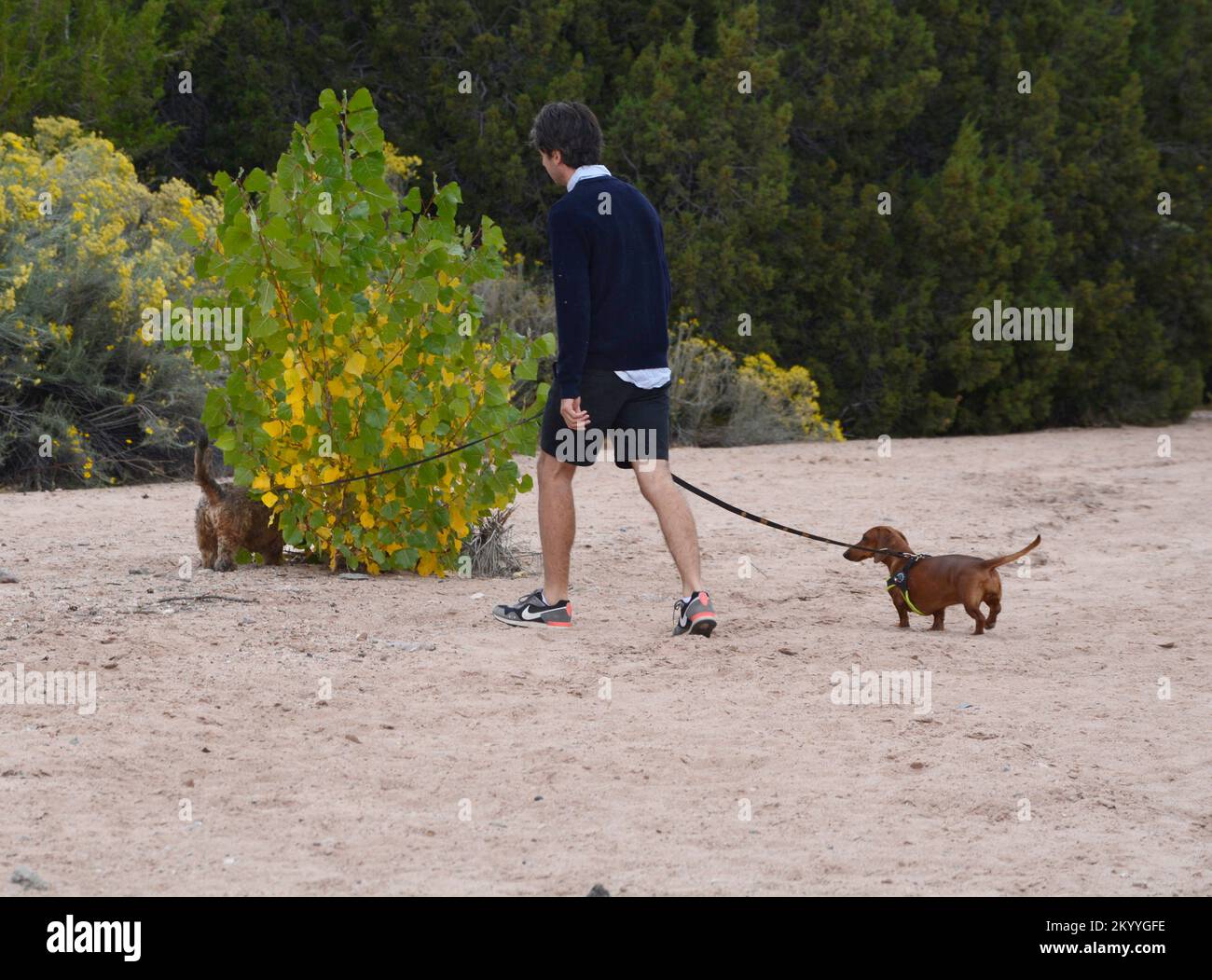 A man walks his two pet dogs in an arroyo in Santa Fe, New Mexico. Stock Photo