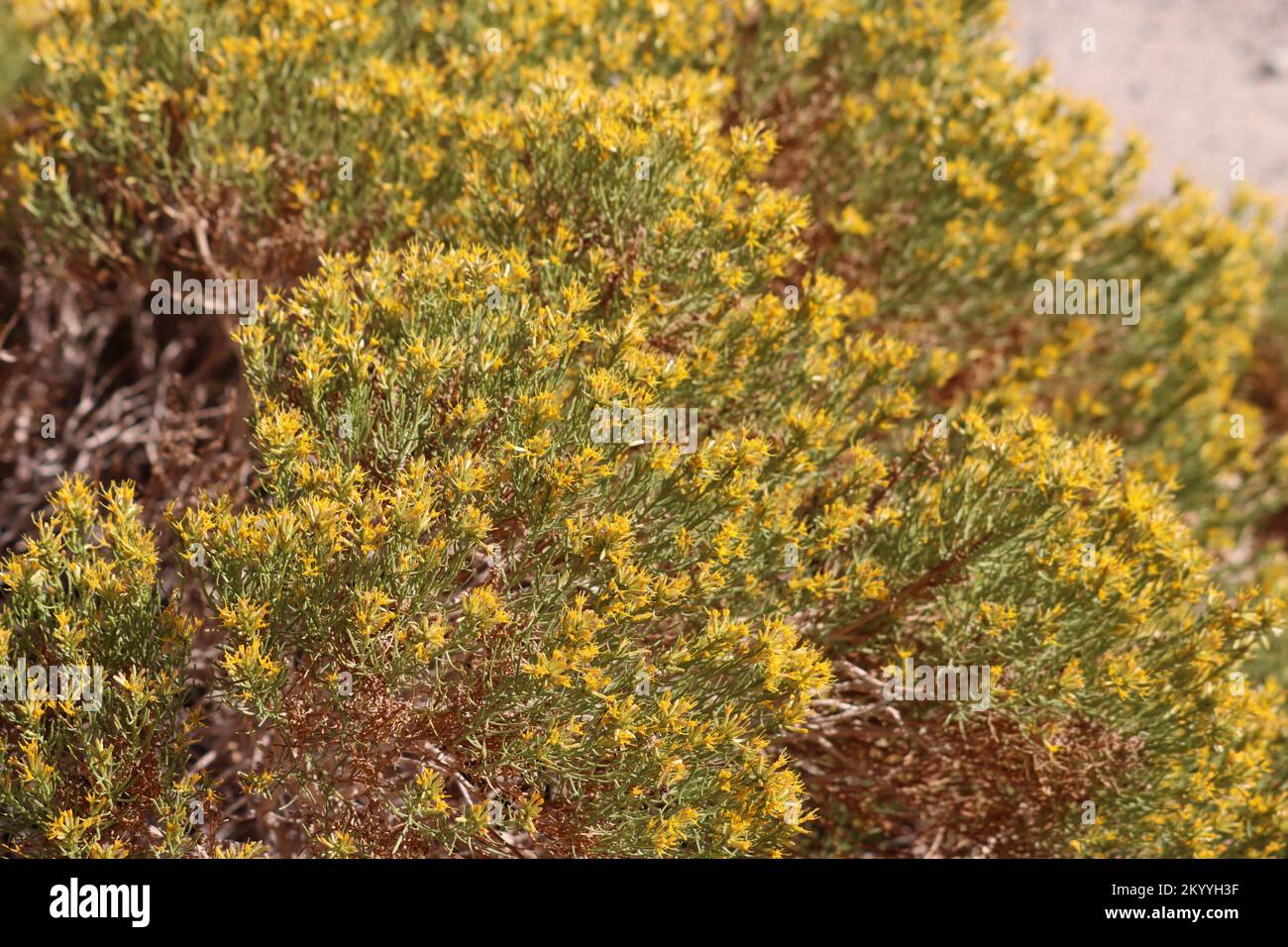Yellow flowering racemose discoid head inflorescences of Ericameria Teretifolia, Asteraceae, native shrub in the Northern Mojave Desert, Autumn. Stock Photo
