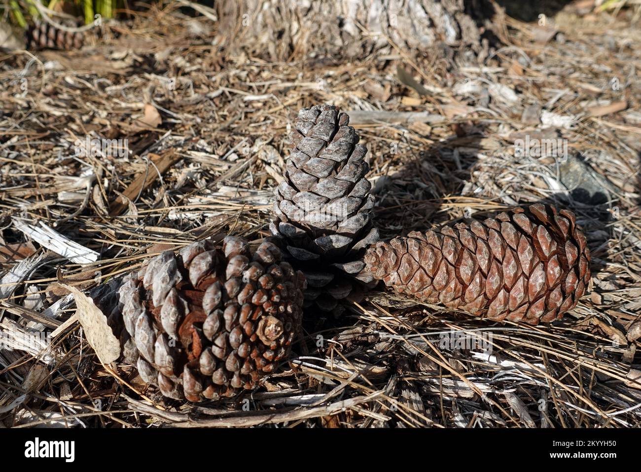 Three pine cones and pine needles lying on forest floor. Stock Photo