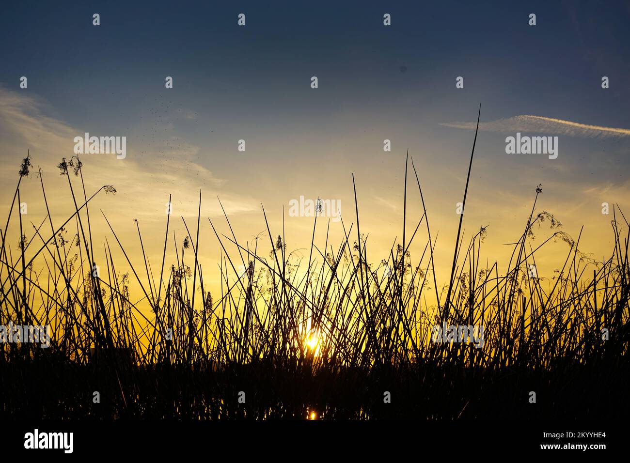 Orange gold sunset through reeds in southern California. Stock Photo