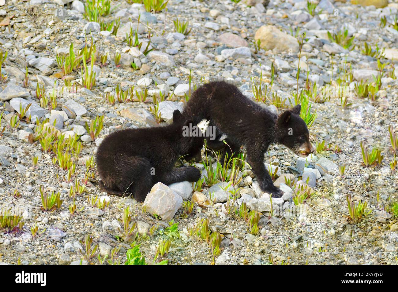 Black Bear Cubs Stock Photo - Alamy