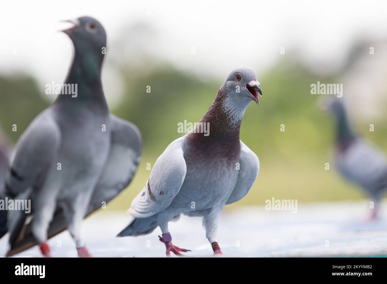 homing pigeon open mouth for breathing after flying at home loft Stock Photo