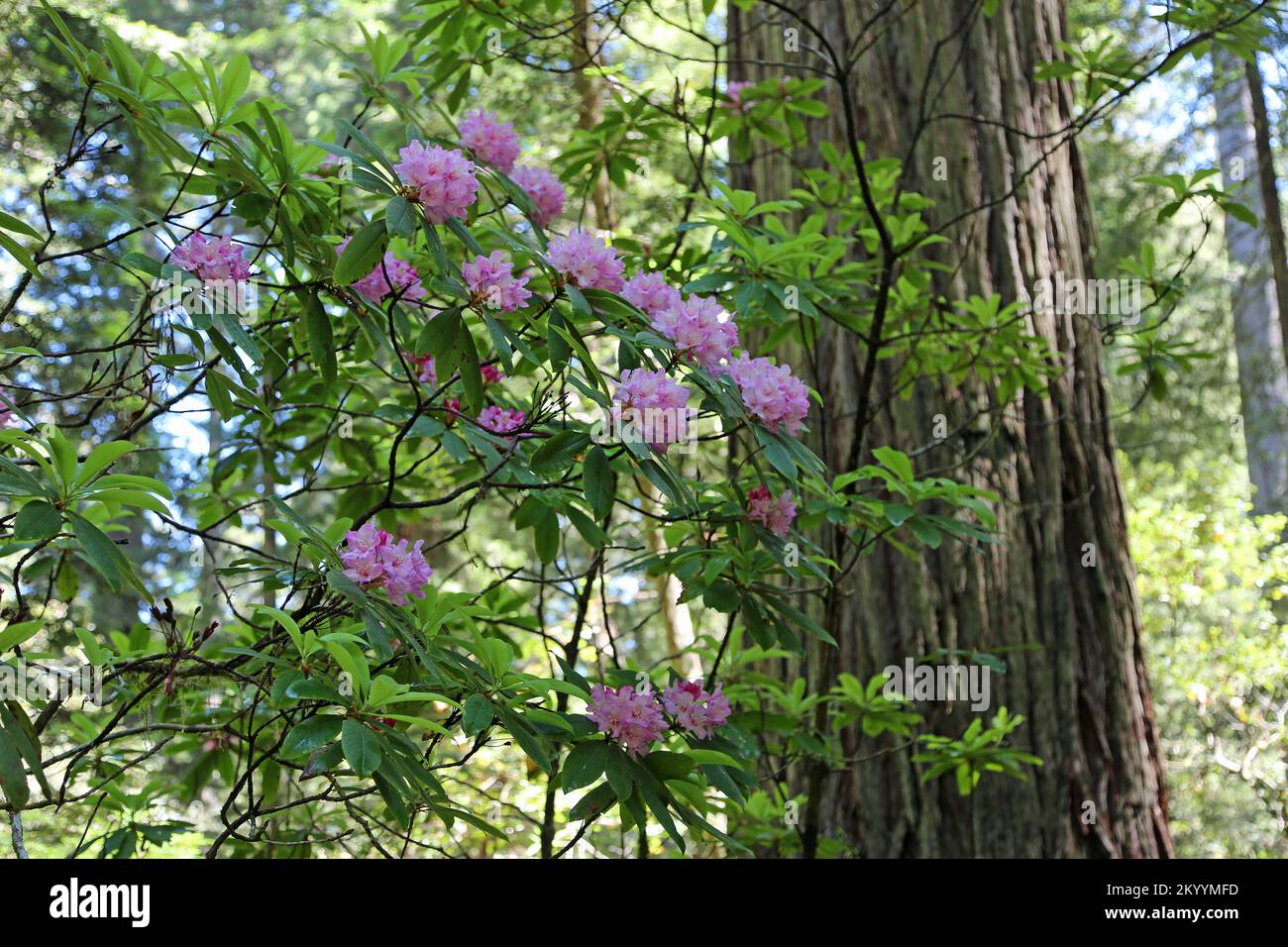 Pink rhododendron in the forest - Redwood National Park, California