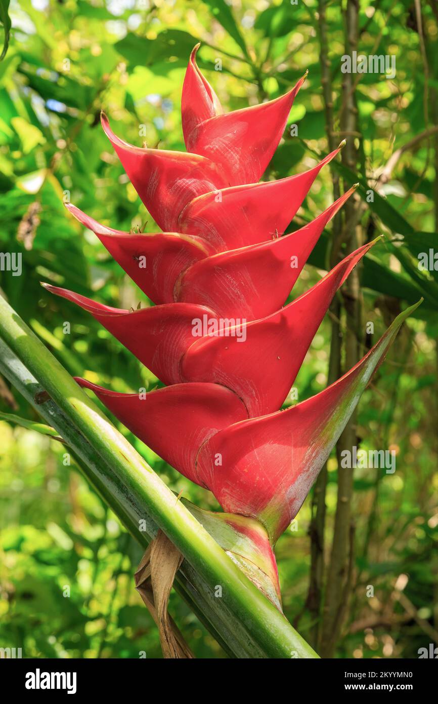 The spectacular red flower of a wild plantain or Caribbean heliconia (Heliconia caribaea) Stock Photo