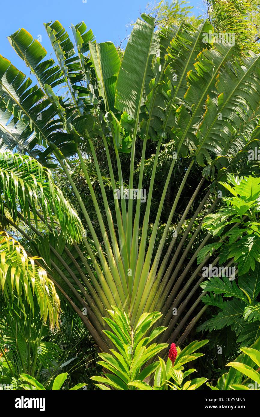 Image Traveller's tree (Ravenala madagascariensis) - 434309 - Images of  Plants and Gardens - botanikfoto