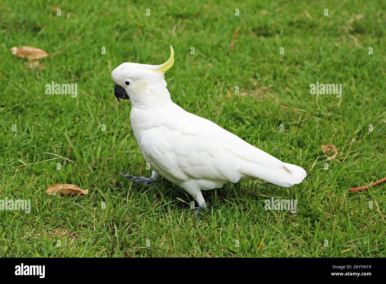Sulfur crested Cockatoo walking Australia Stock Photo Alamy