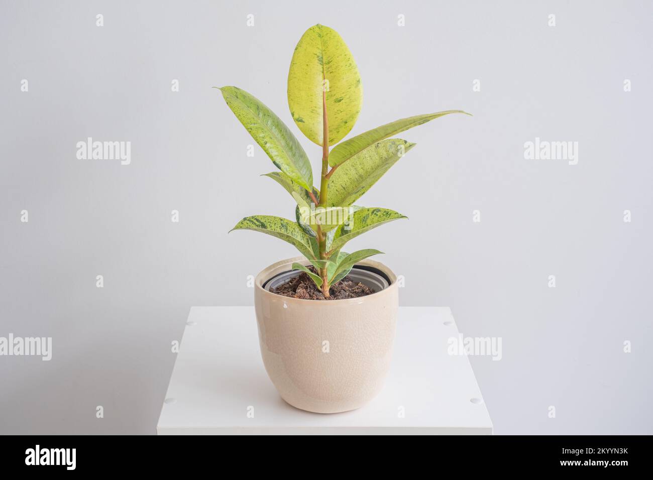 Ficus Shivereana tree in nice pot with white background, white table. The concept of minimalism, and nature lover Stock Photo