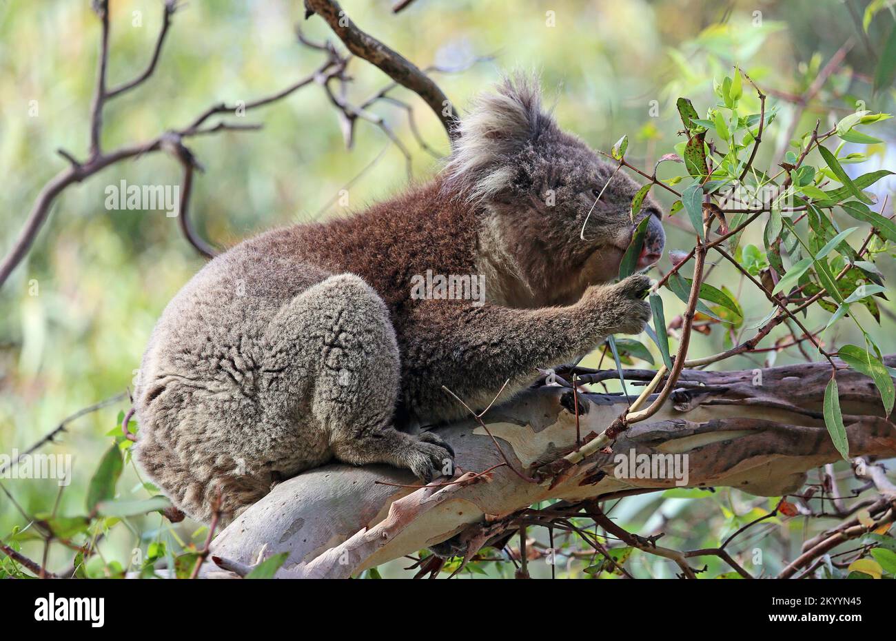 Koala eating Australia Stock Photo Alamy