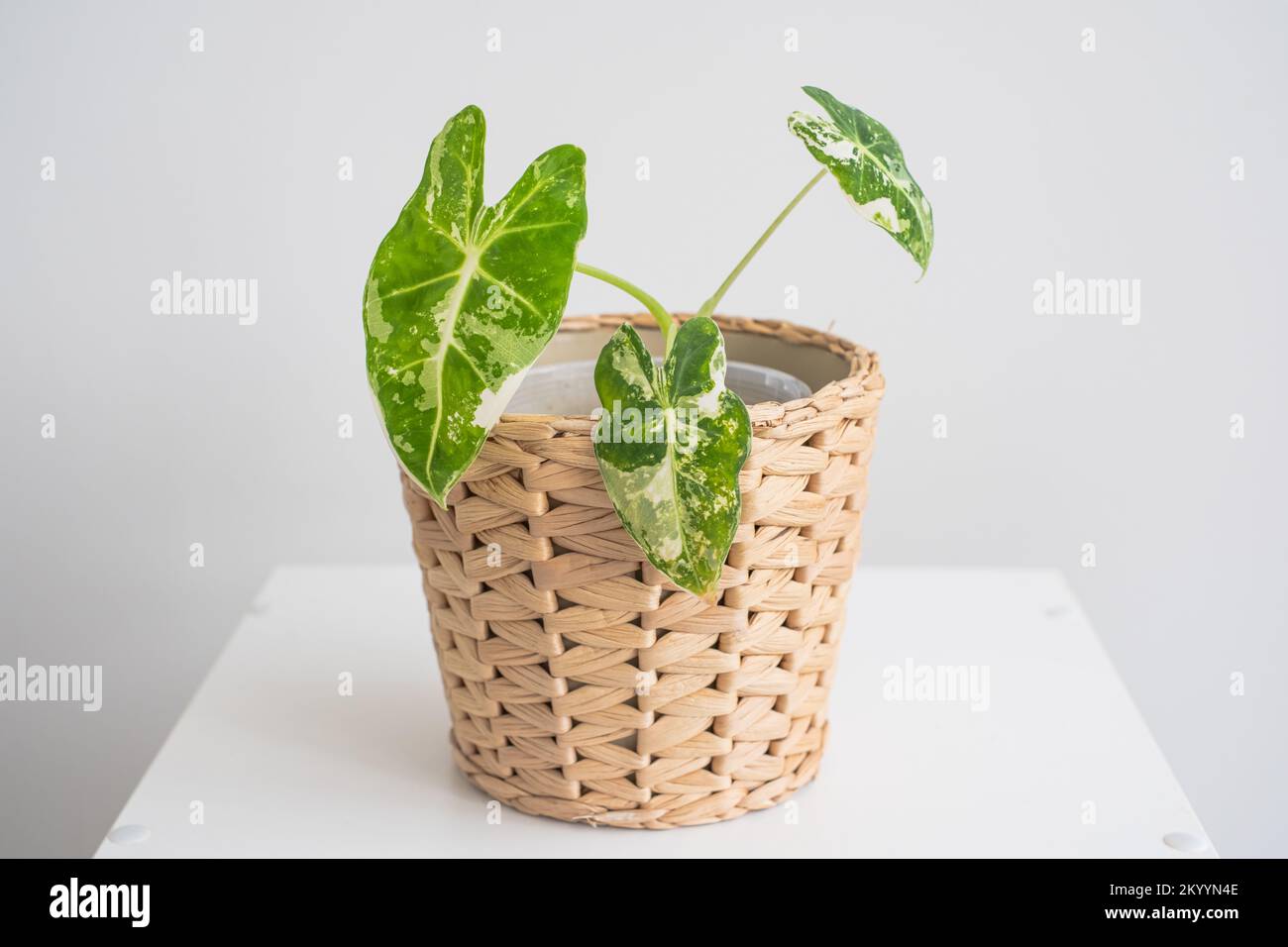 Frydek A.K.A variegated alocasia in nice pot with white background, white table. The concept of minimalism, and nature lover Stock Photo