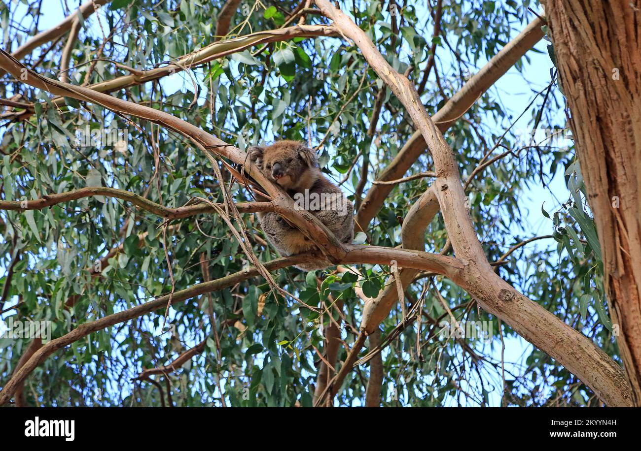 Koala on eucalyptus tree Australia Stock Photo Alamy