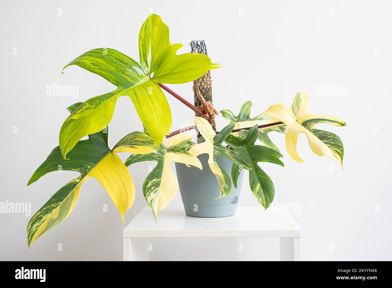 Beautiful mature Philodendron Florida beauty variegated and white background, white table. The concept of minimalism, and nature lover Stock Photo